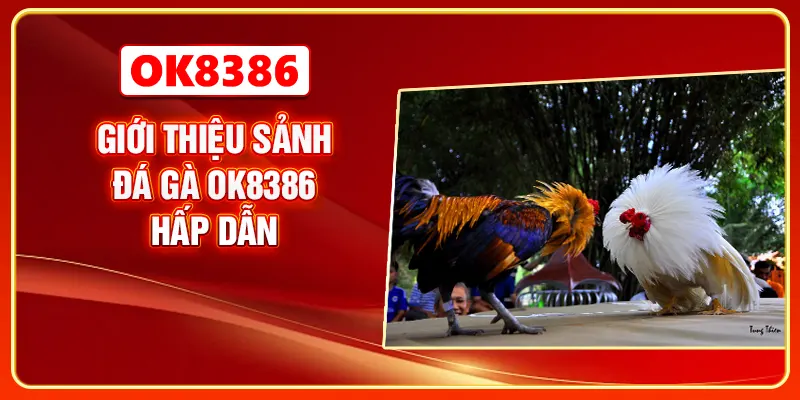 Giới thiệu sảnh đá gà OK8386 hấp dẫn