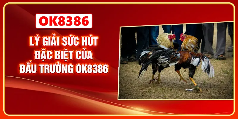 Lý giải sức hút đặc biệt của đấu trường OK8386
