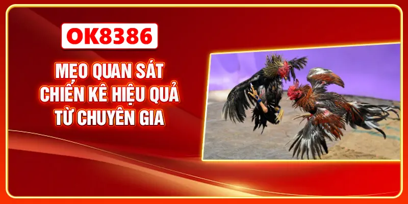 Mẹo quan sát chiến kê hiệu quả từ chuyên gia